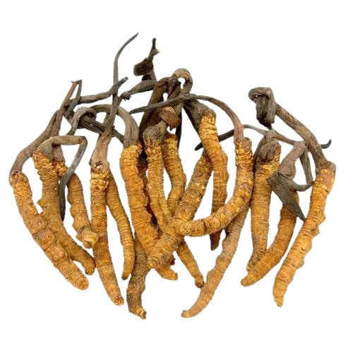 Yarsagumba Yarsagumba