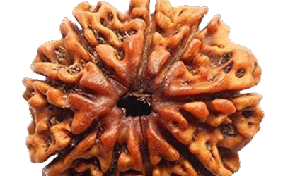 Rudrakshya Beads 1 to 21 Mukhi – Benefits and Spiritual Significance