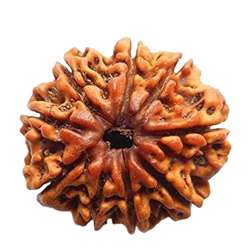 Rudraksha Rudrakshya in Nepal
